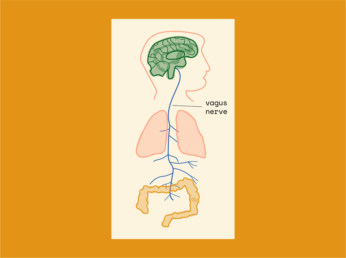 The Vagus Nerve: our favourite cranial nerve